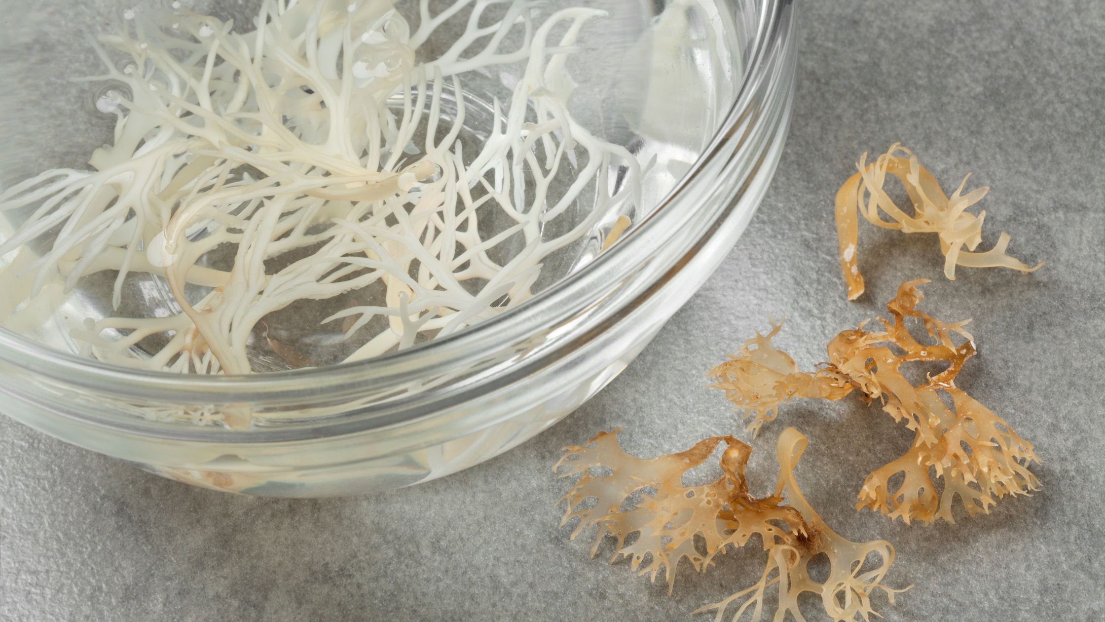 Why is Raw Sea Moss the Superfood You've Been Missing Out On?